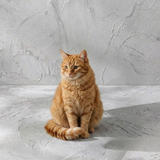 Cats Collection