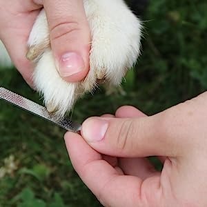 Cat Nail Trimmer | Pet Nail Trimmer and File