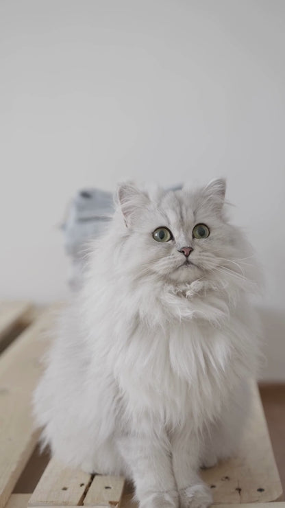 3 in 1 Cat Tree | Cat Bed and Scratching Post